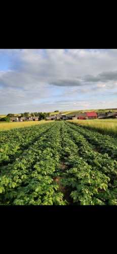 Sprzedam ziemniaki Satina Queen Anna 