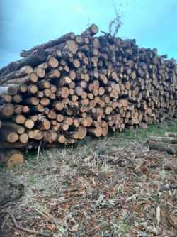 Drewno opalowe Dąb w walkach po 125cm. 