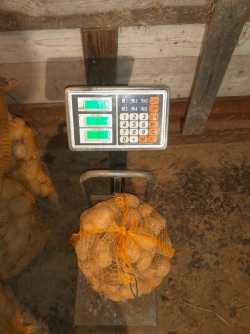 Ziemniaki jadalne  wega, soraya