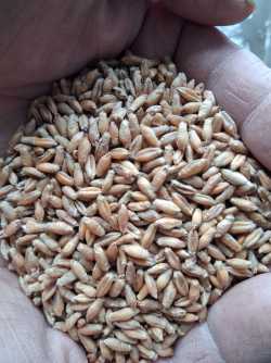 Pszenżyto Jare Hugo i Mamut