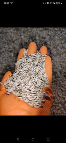 Sprzedam owies Bingo i pszenicę ozimą Artist 