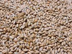 Sprzedam pszenicę ozimą Artist 