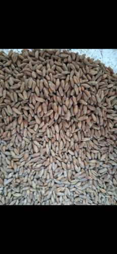 Pszenżyto JARE Hugo i Mamut