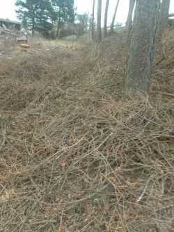 Oddam gałęzie po wycince z modrzewia