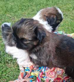 Sprzedam pieski shih tzu 