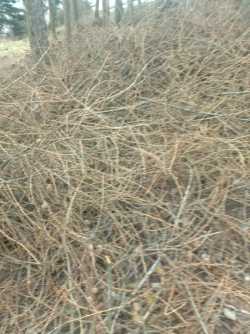 Oddam gałęzie