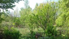 Działka  1224m², Siemonia