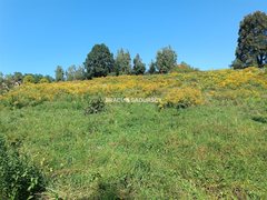 Działka  5800m², Sygneczów 