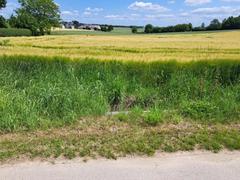 Działka  1700m², Wielmoża