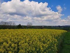 Działka  800m², Przybysławice