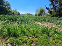 Działka  1820m², Poskwitów