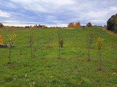 Działka  5900m², Szczodrkowice