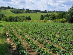 Działka  5900m², Szczodrkowice