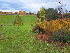 Działka  2000m², Szczodrkowice