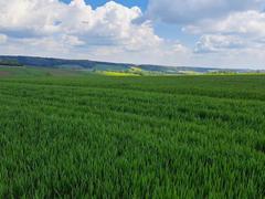 Działka  3400m², Przybysławice